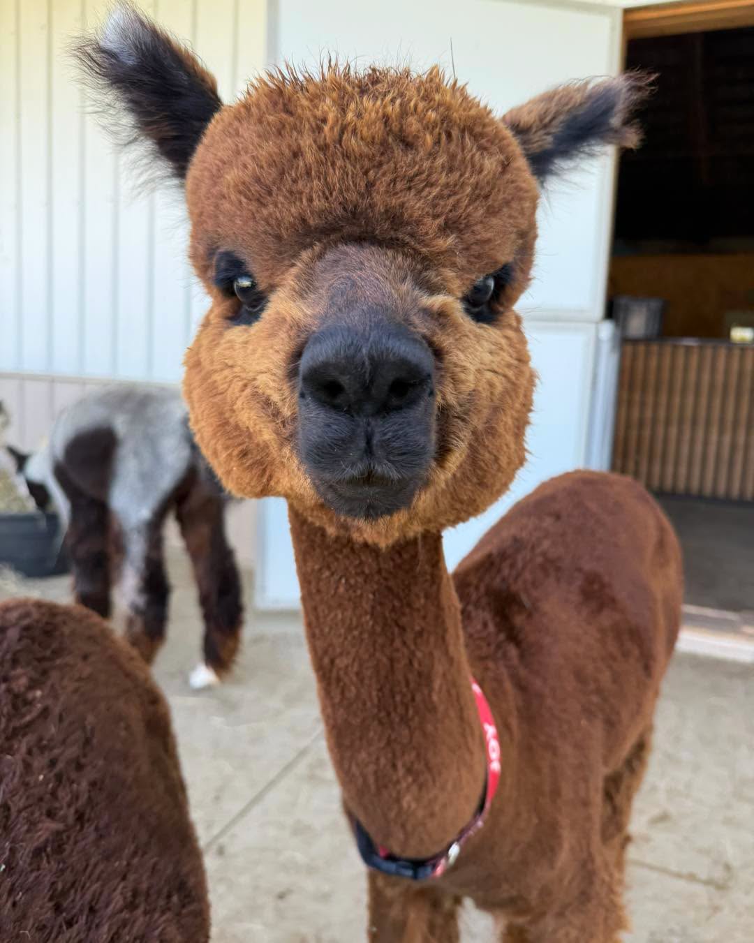 Joy the alpaca at Eagle Eye Farm in July