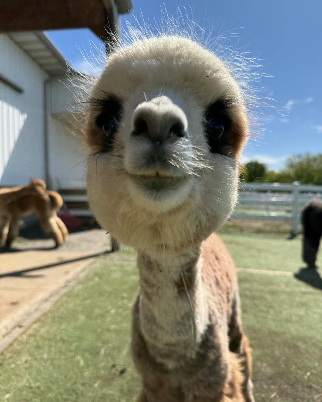 Party Girl the alpaca at Eagle Eye Farm in September