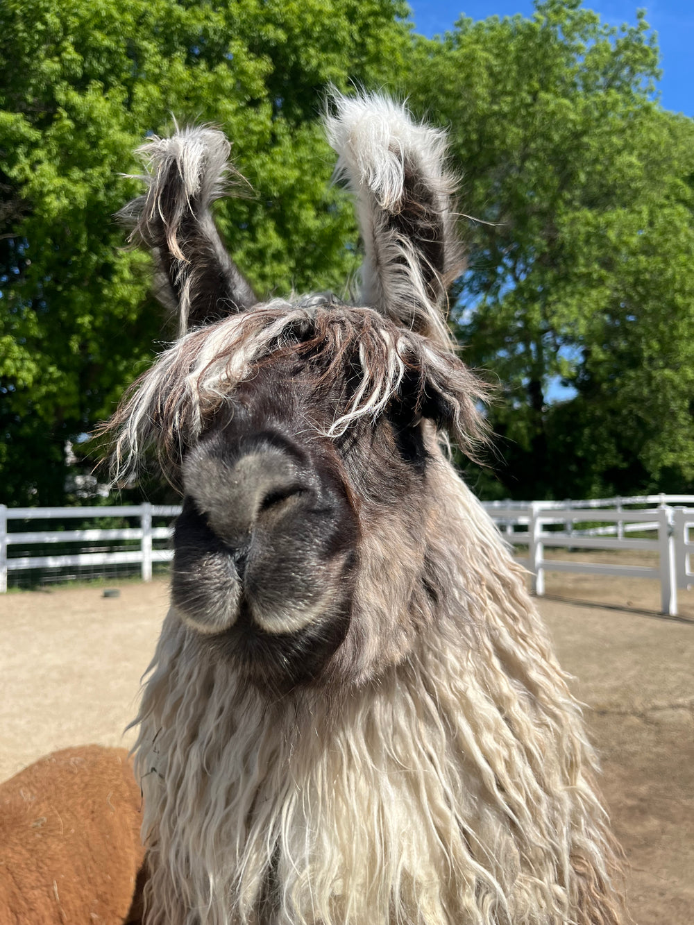 Taz the llama