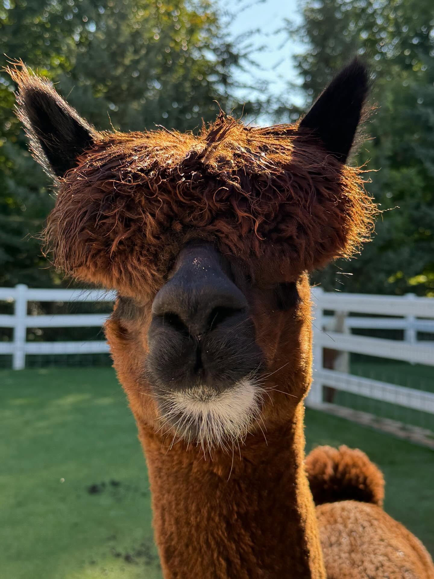 Rogue the alpaca at Eagle Eye Farm