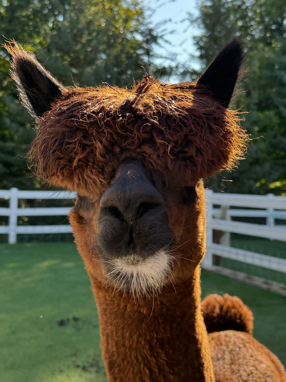 Rogue the alpaca at Eagle Eye Farm