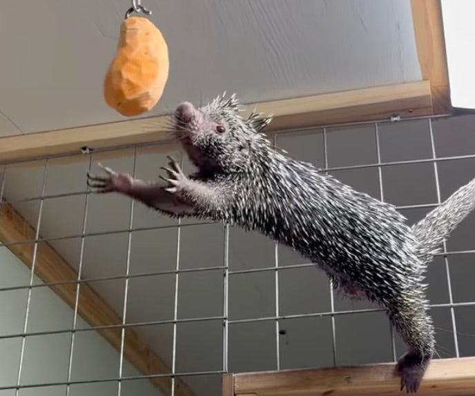 Prehensile Tail Porcupines: Nature’s Adorable Tree-Climbers