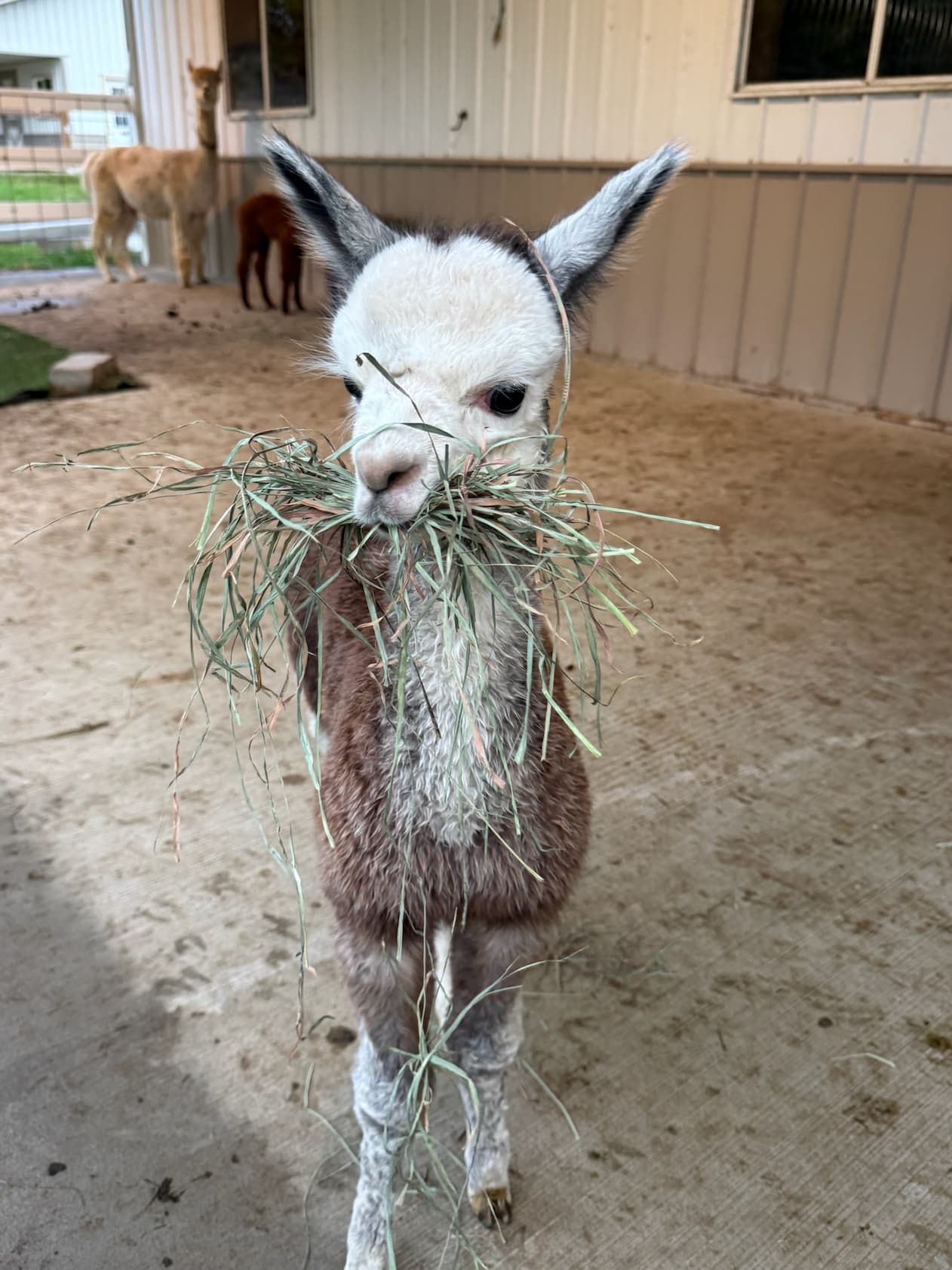 The Rock, a young alpaca cria at Eagle Eye Farm