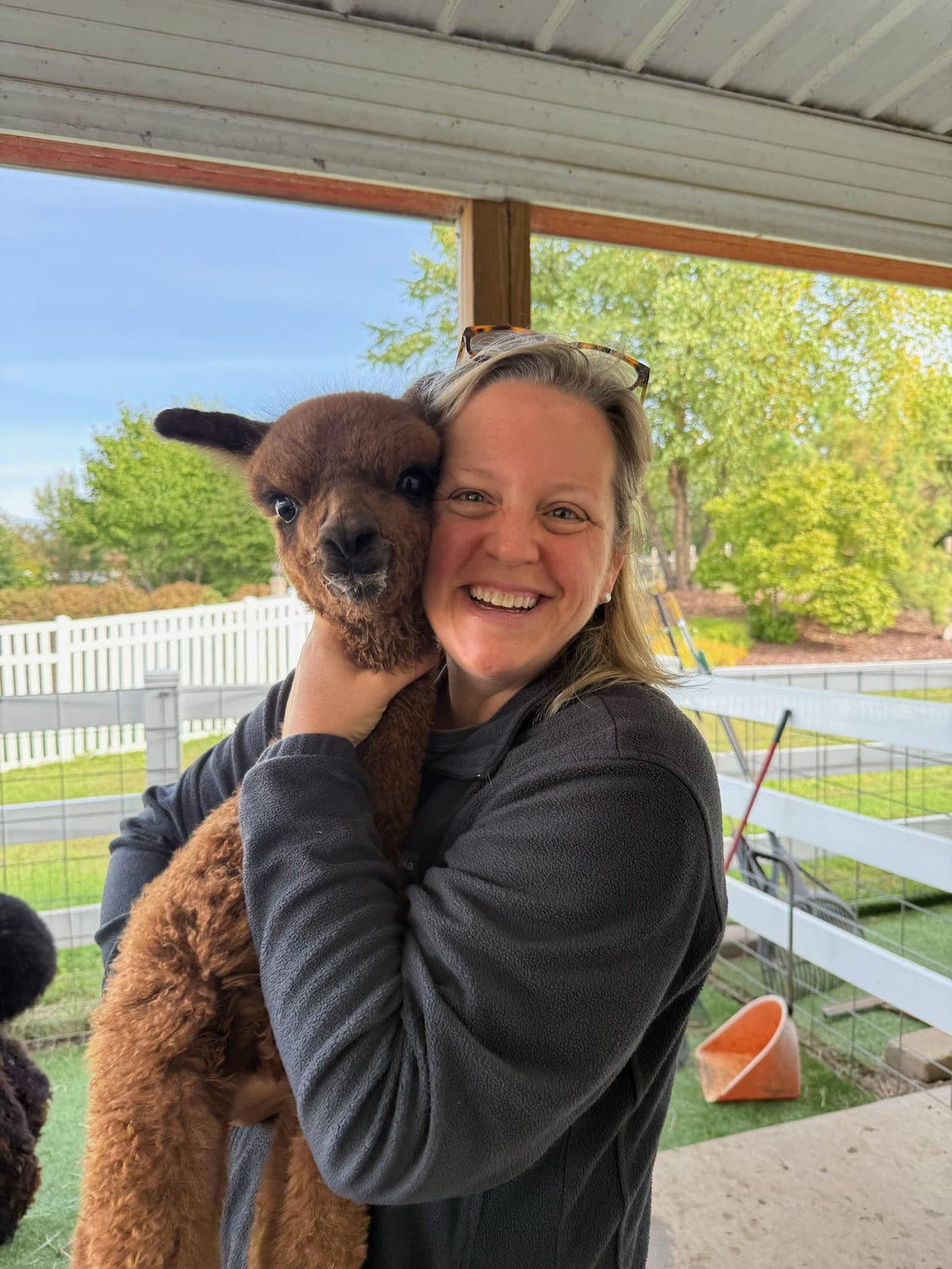 Newborn alpaca cria at Eagle Eye Farm during baby season