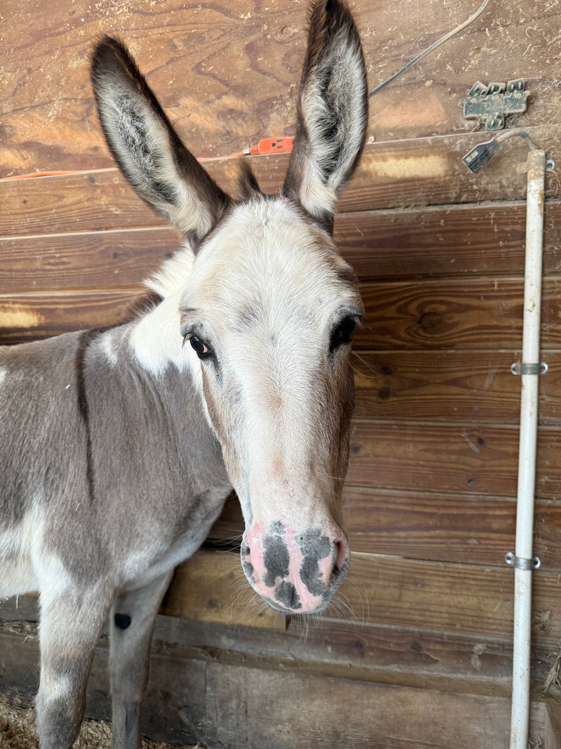 Katie the miniature donkey
