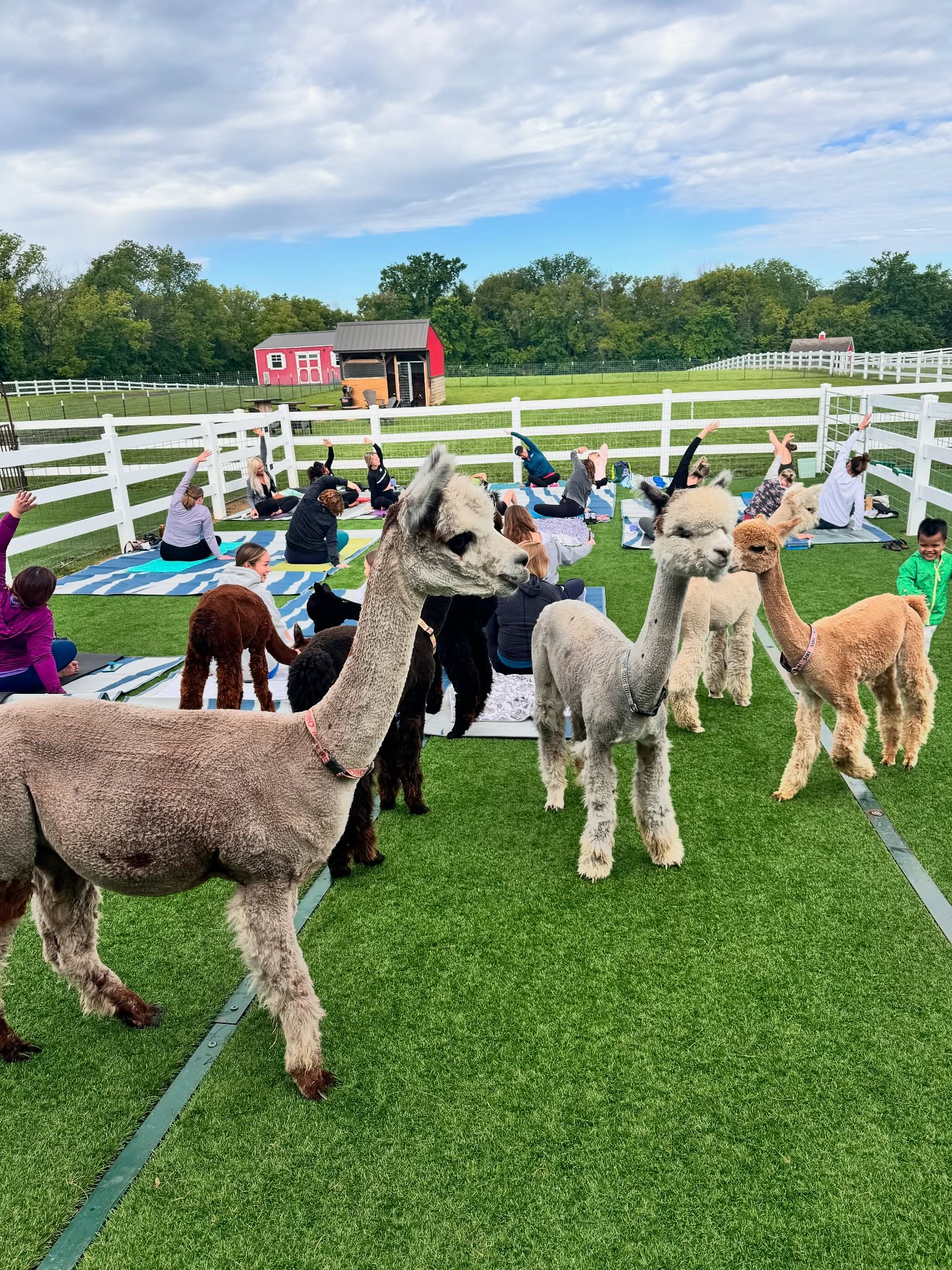 Alpaca yoga at Eagle Eye Farm