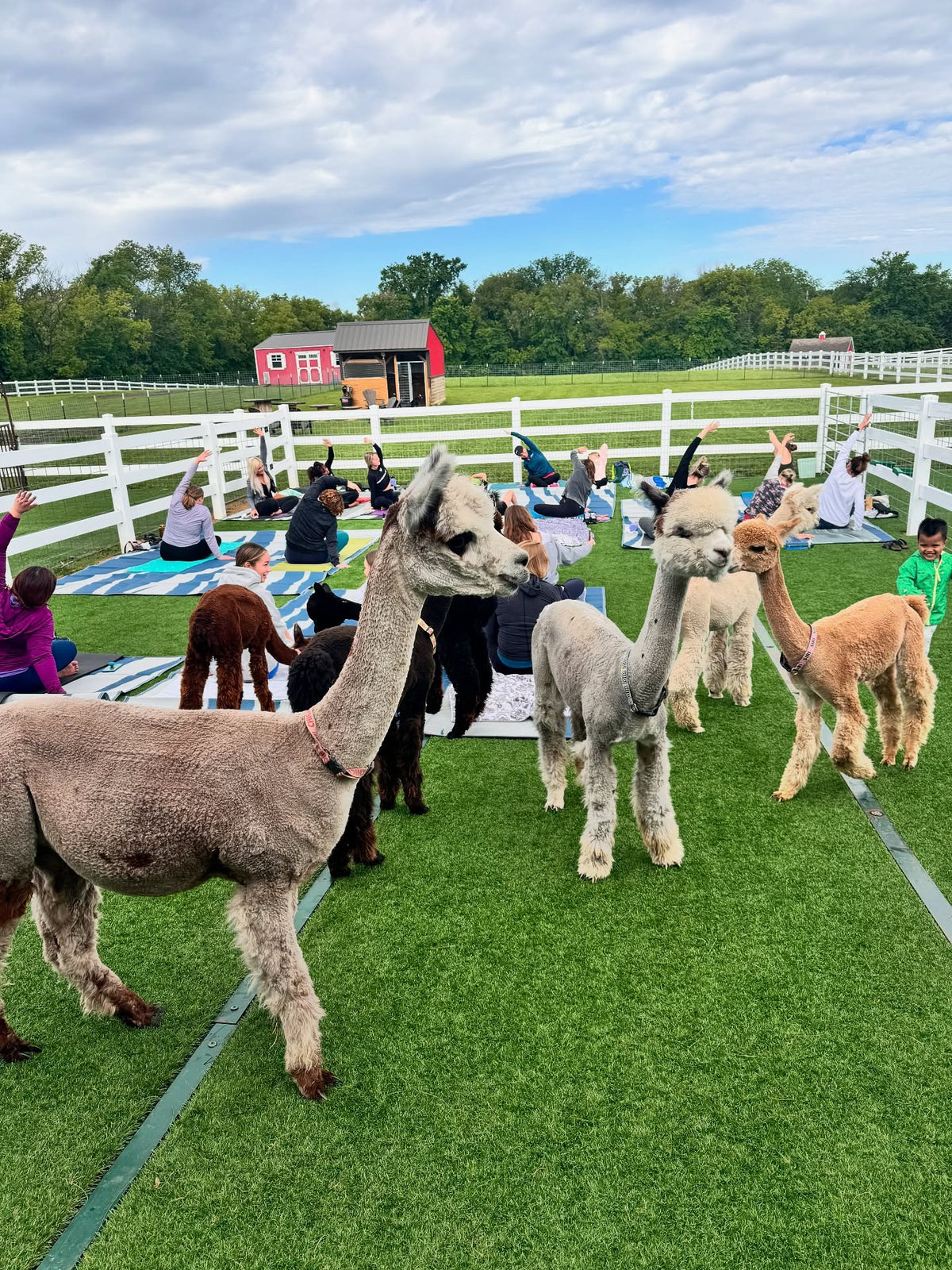 Alpaca yoga at Eagle Eye Farm