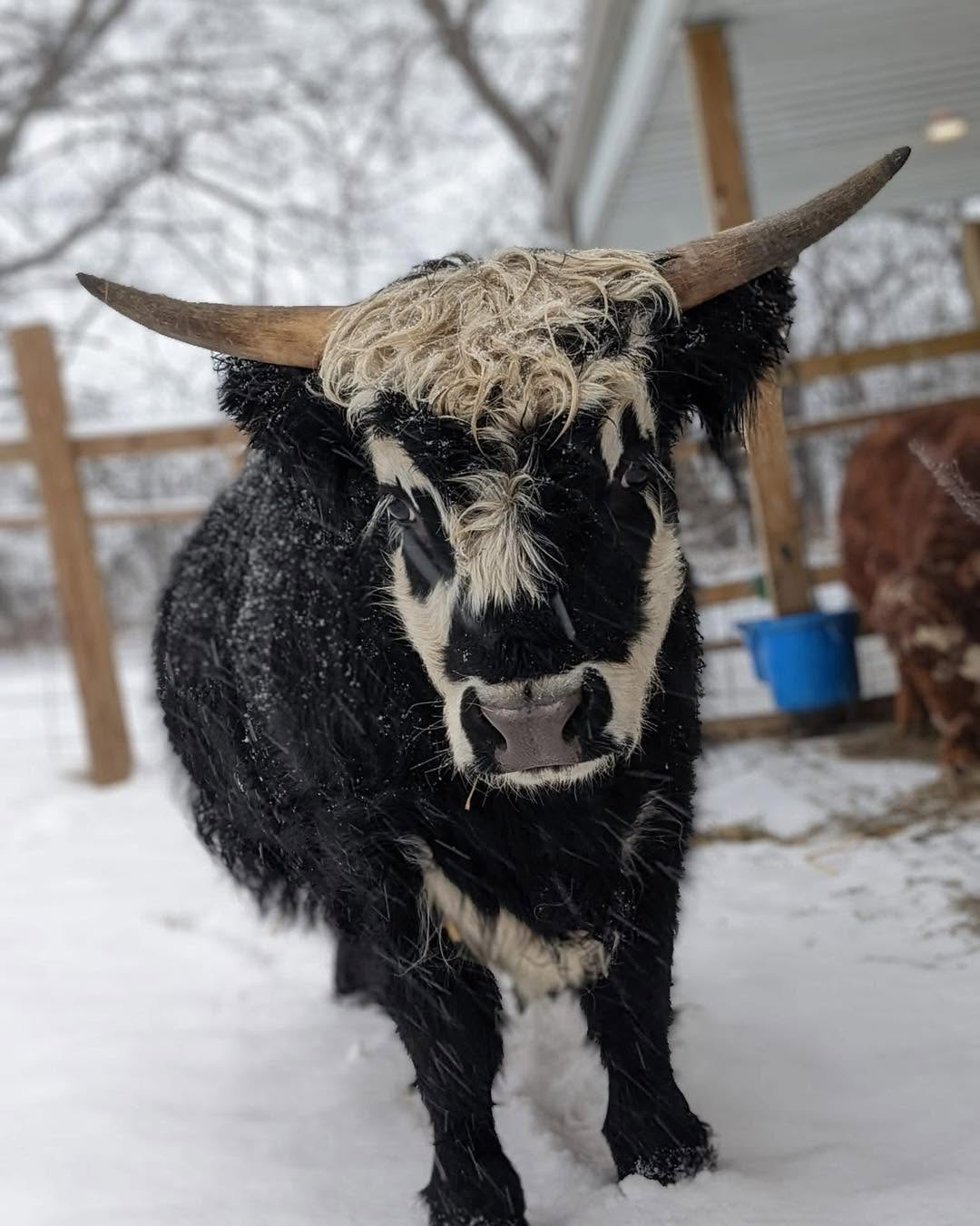 Betty the Highland cow in winter at Eagle Eye Farm