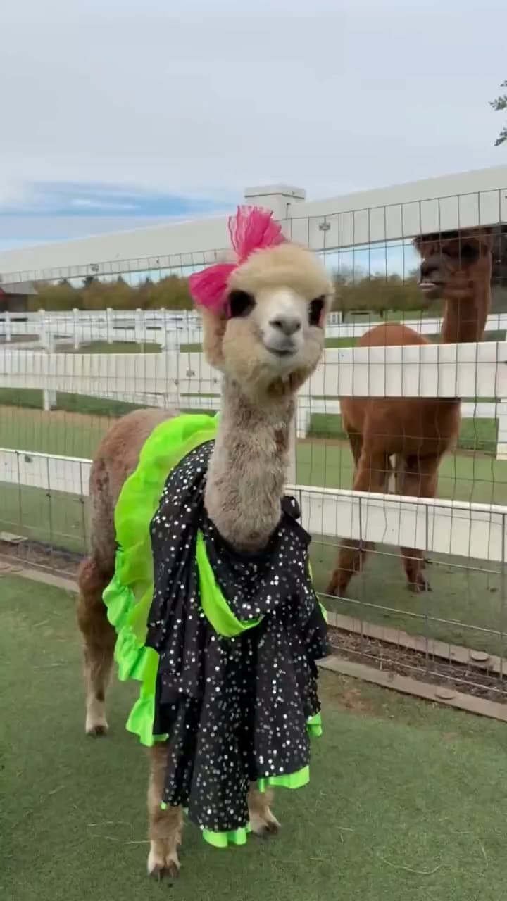 Party Girl the alpaca in her costume