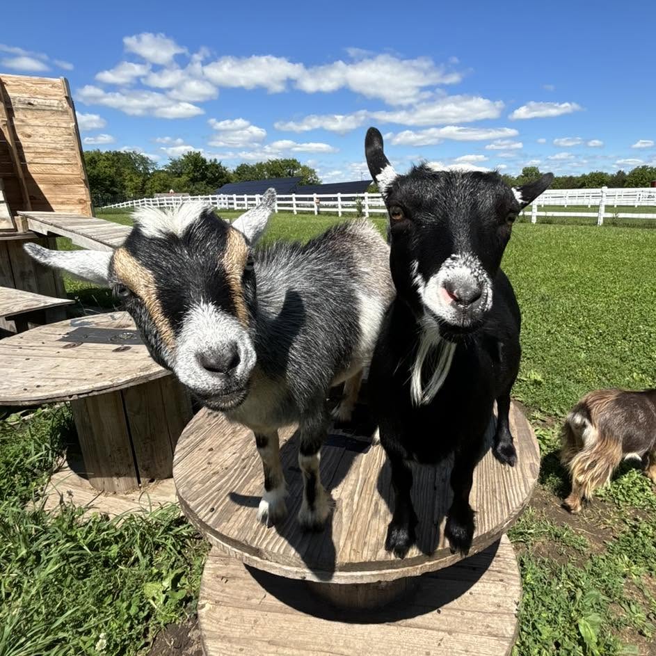 Goats at Eagle Eye Farm