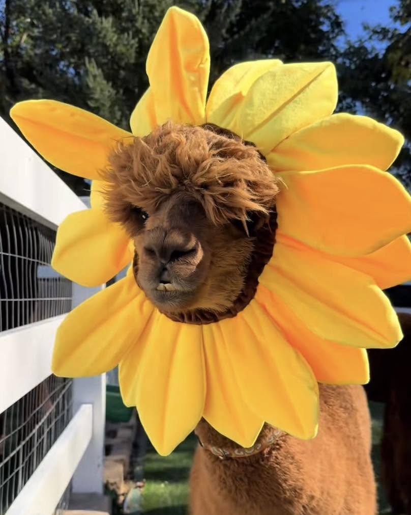 Alpaca dressed up for Halloween at Eagle Eye Farm