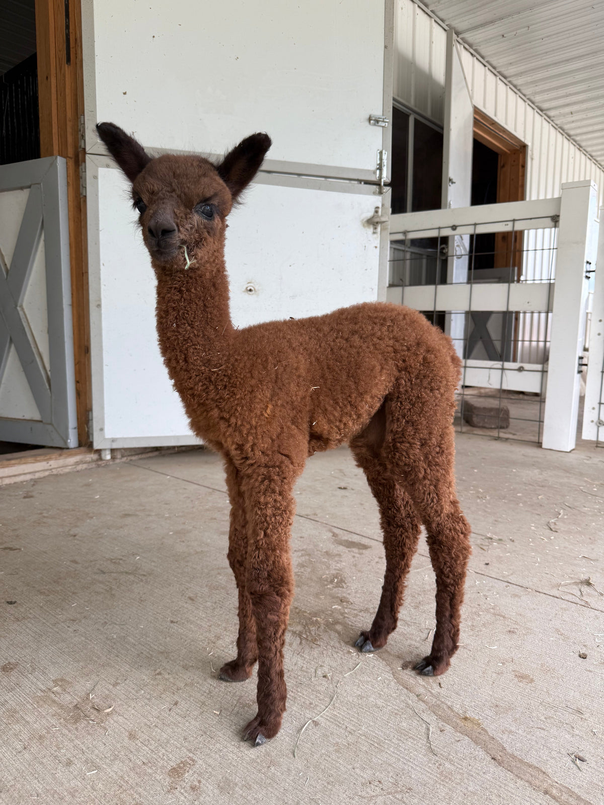 Gemini the baby alpaca