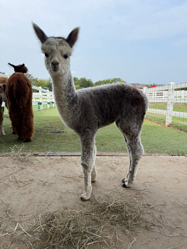 Queen Elizabeth the baby alpaca