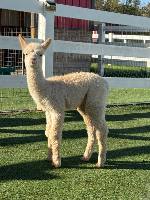 Evermore the baby alpaca
