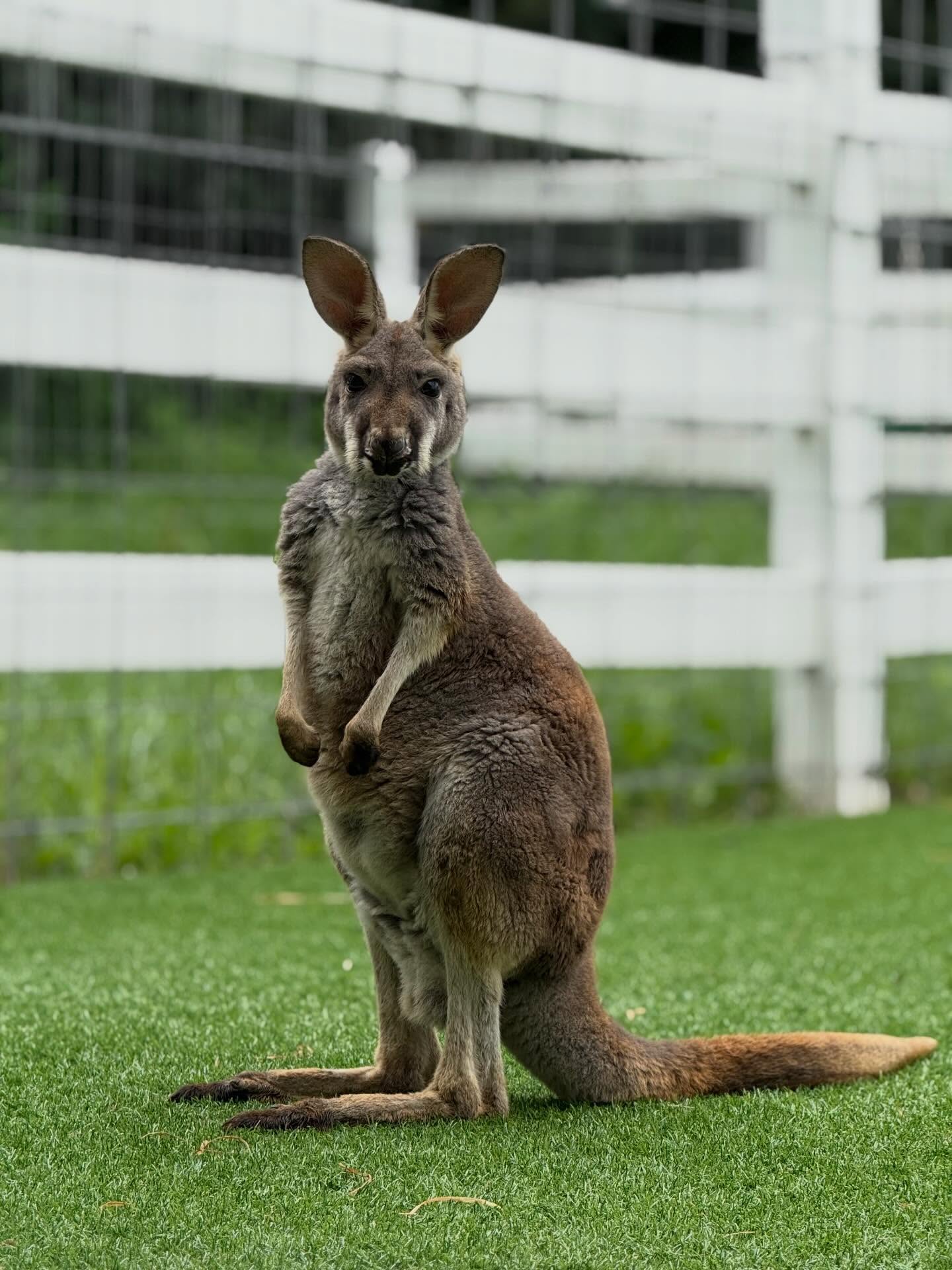 Kangaroo at Eagle Eye Farm