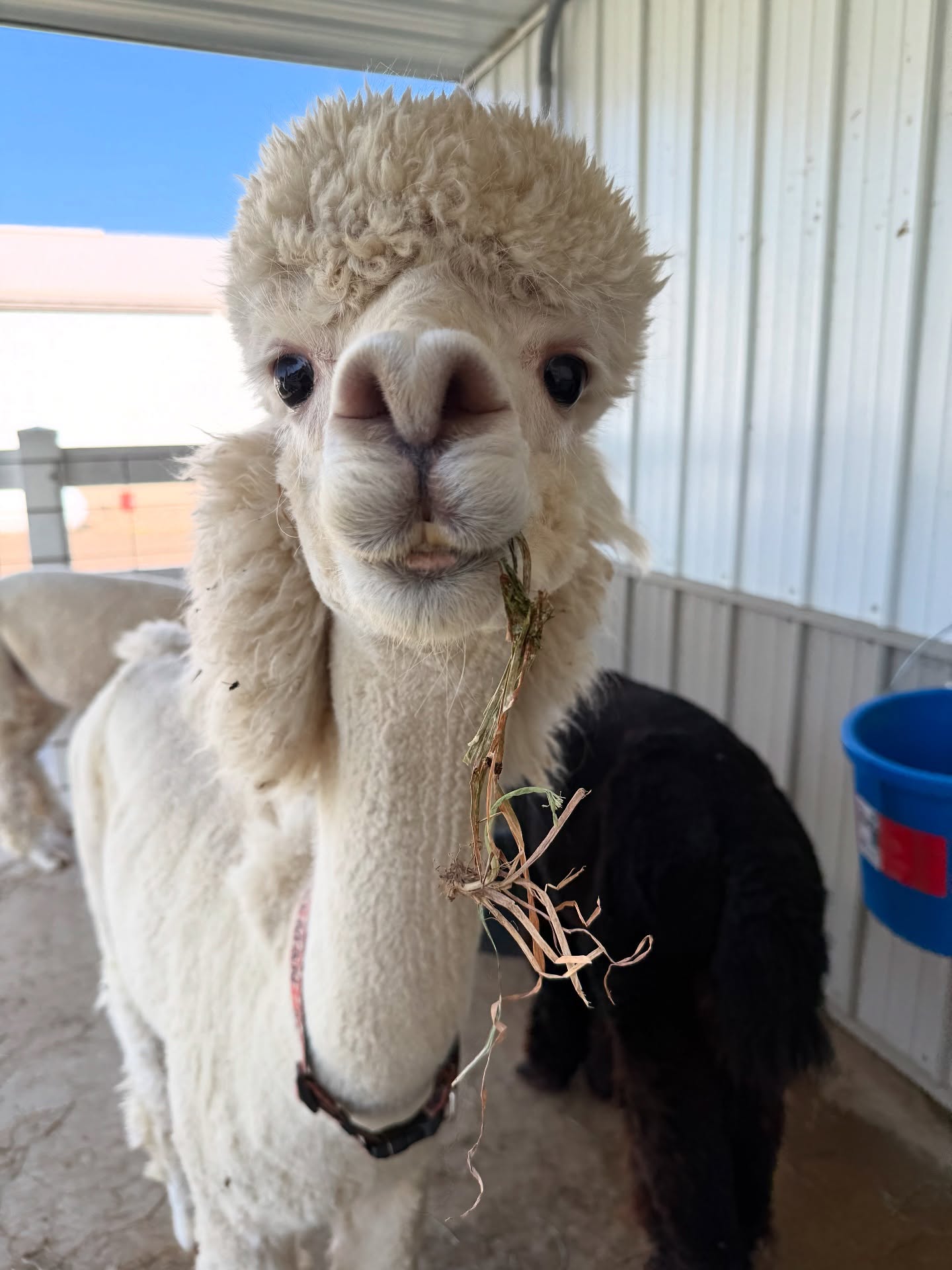 Melman the alpaca at Eagle Eye Farm