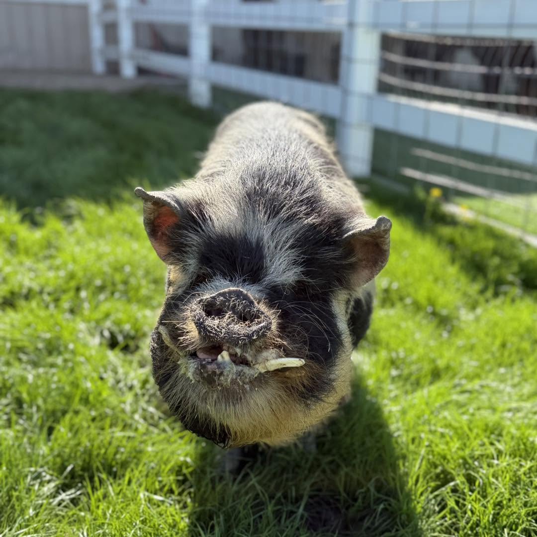 Kune Kune pig at Eagle Eye Farm
