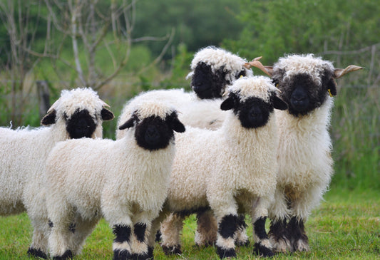 Exploring Valais Blacknose Sheep at Eagle Eye Farm: The World's Cutest Sheep