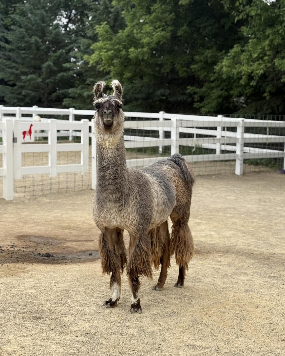 Taz the llama at Eagle Eye Farm