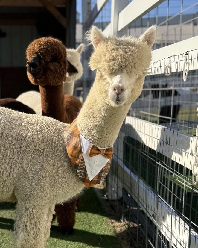 Alpaca dressed up for Thanksgiving at Eagle Eye Farm