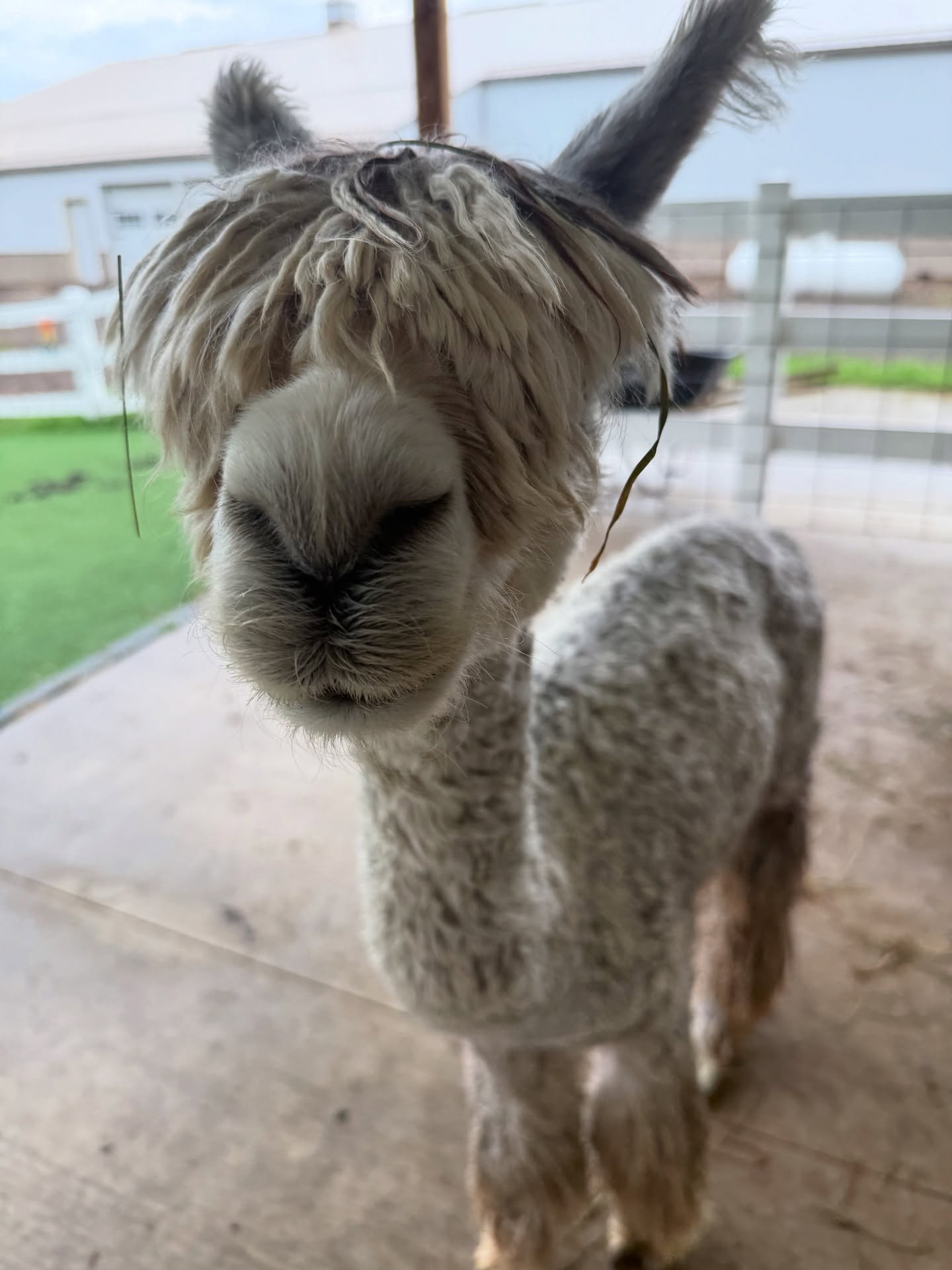 Viper, our Suri alpaca, at Eagle Eye Farm
