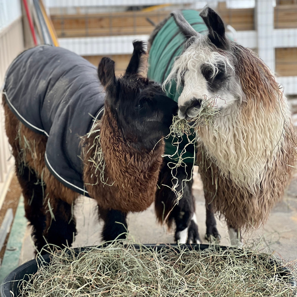 Farm Feedings
