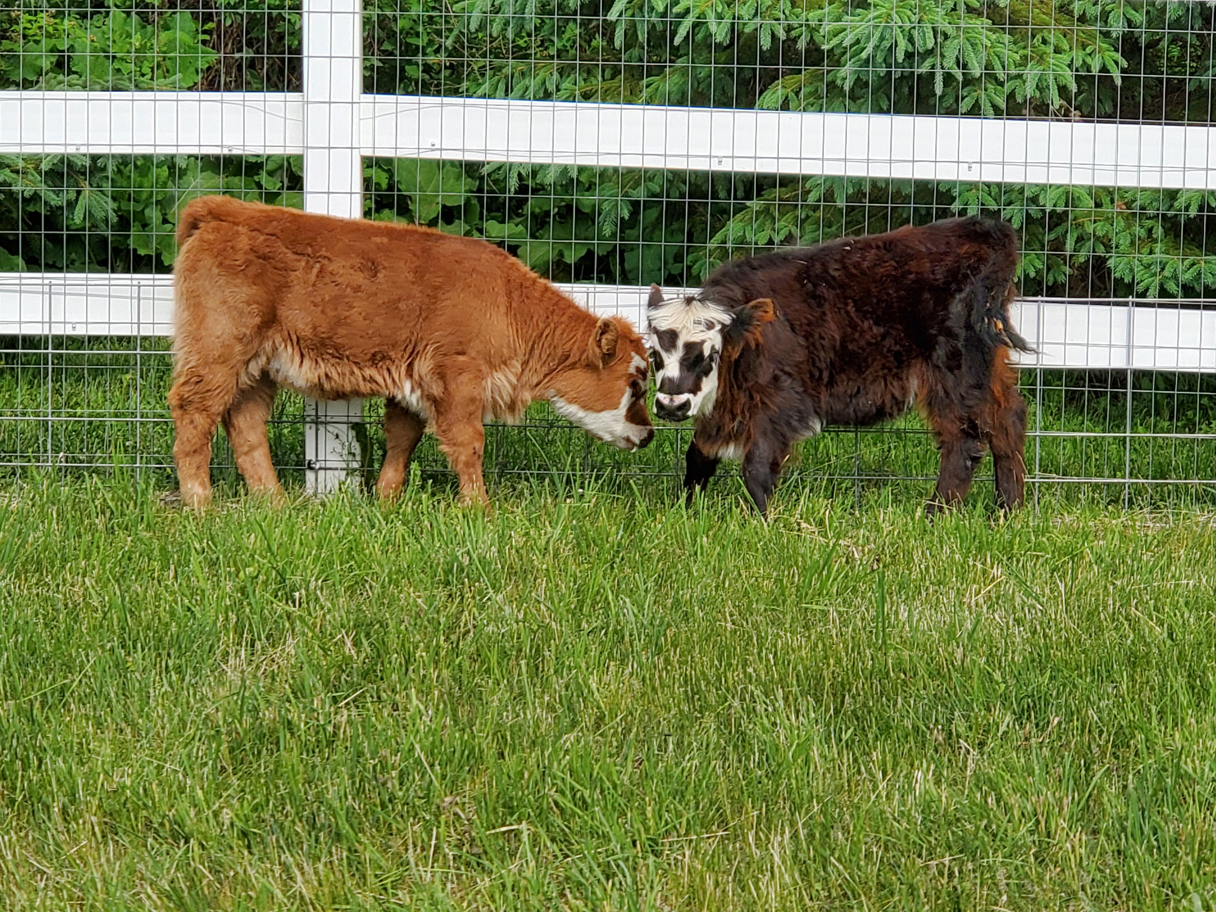 Two cows