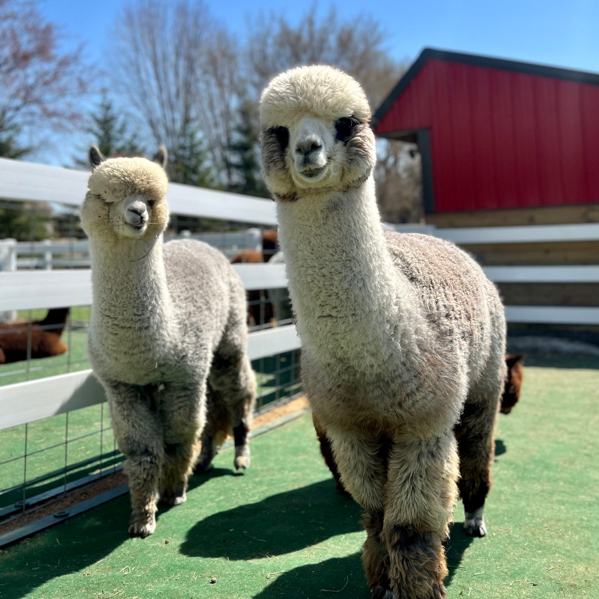 Two alpacas