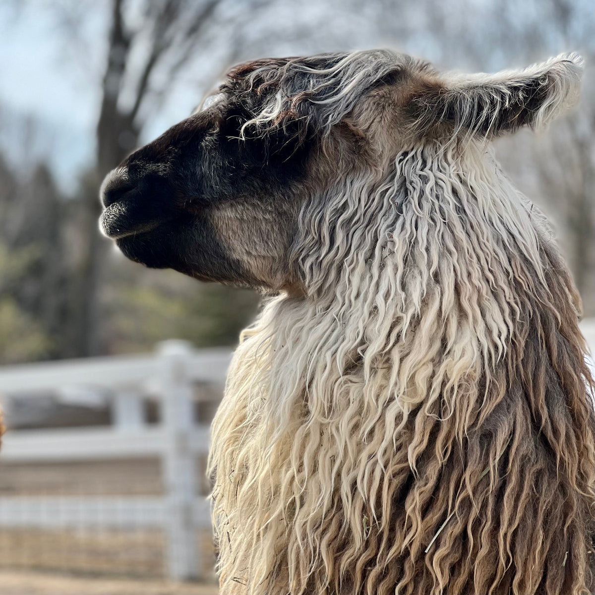 Close of a lama