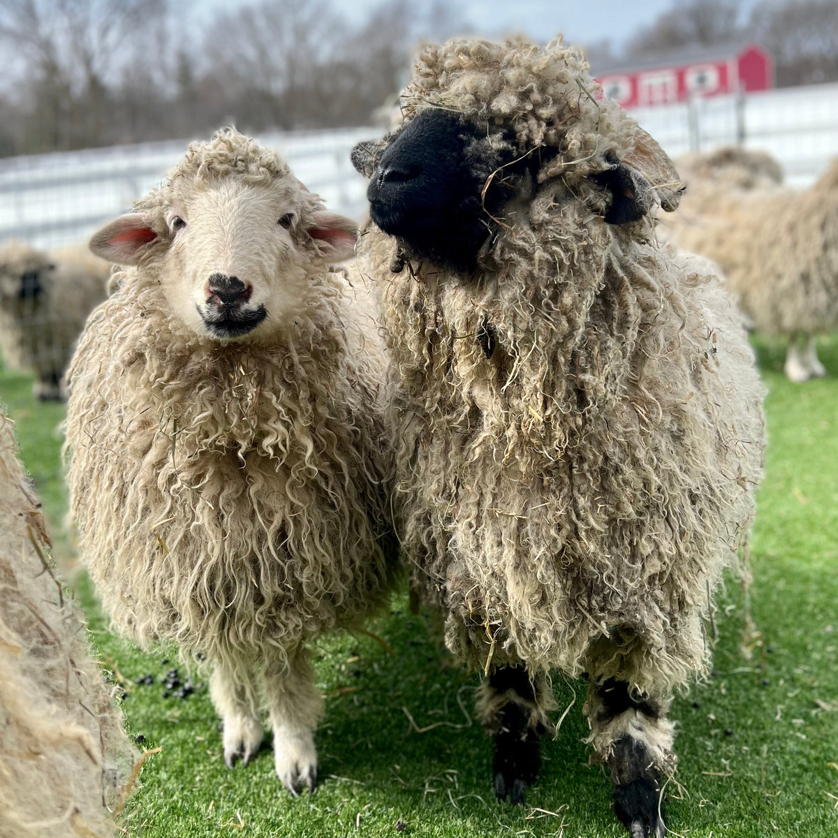 Two sheep