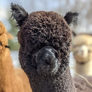 Male Alpaca