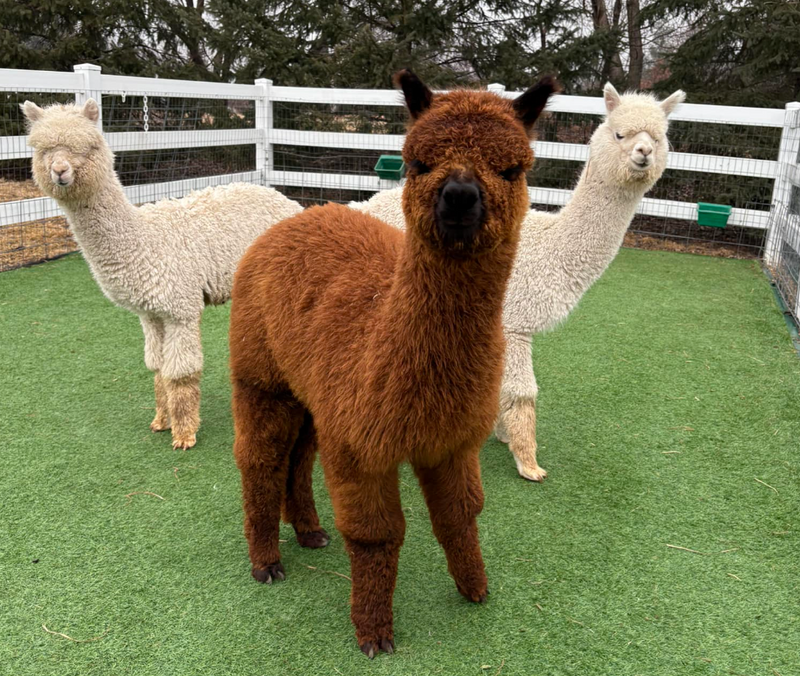Alpaca Herd