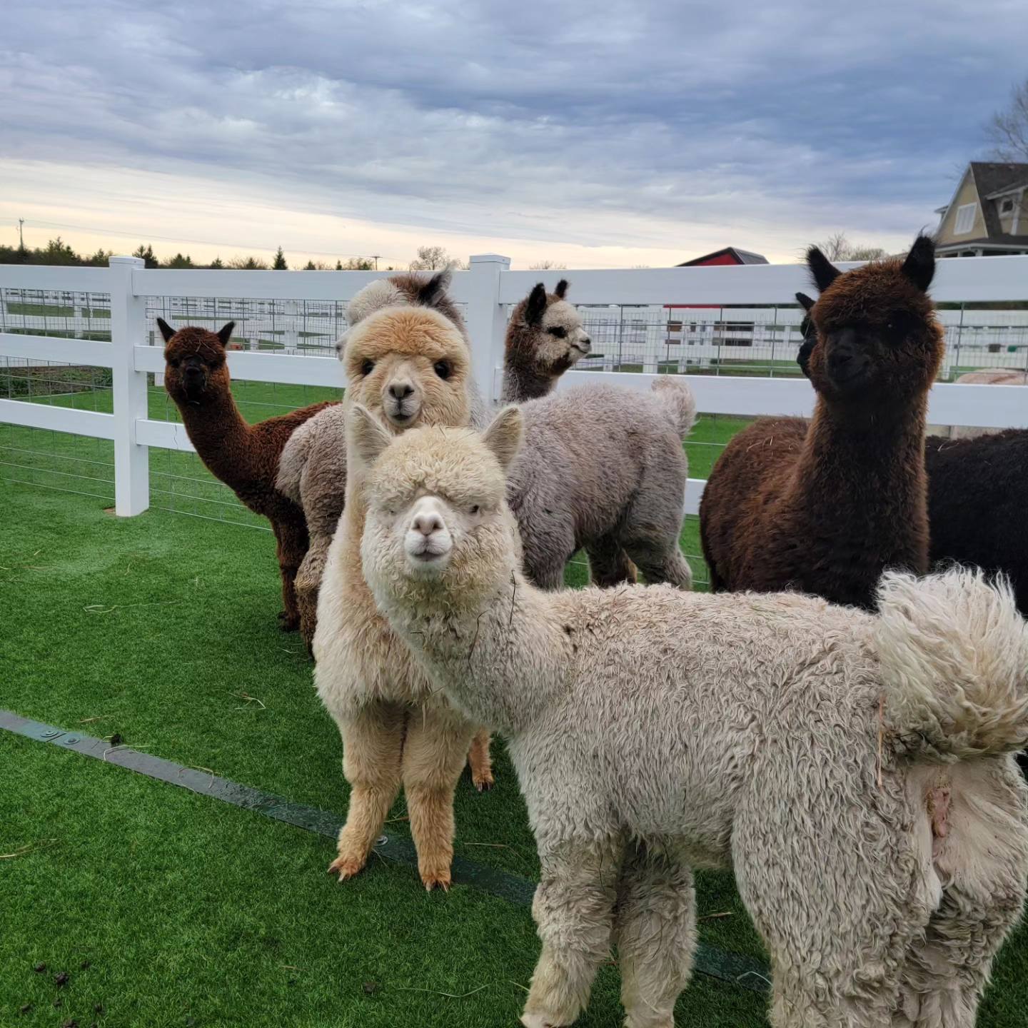 Alpacas