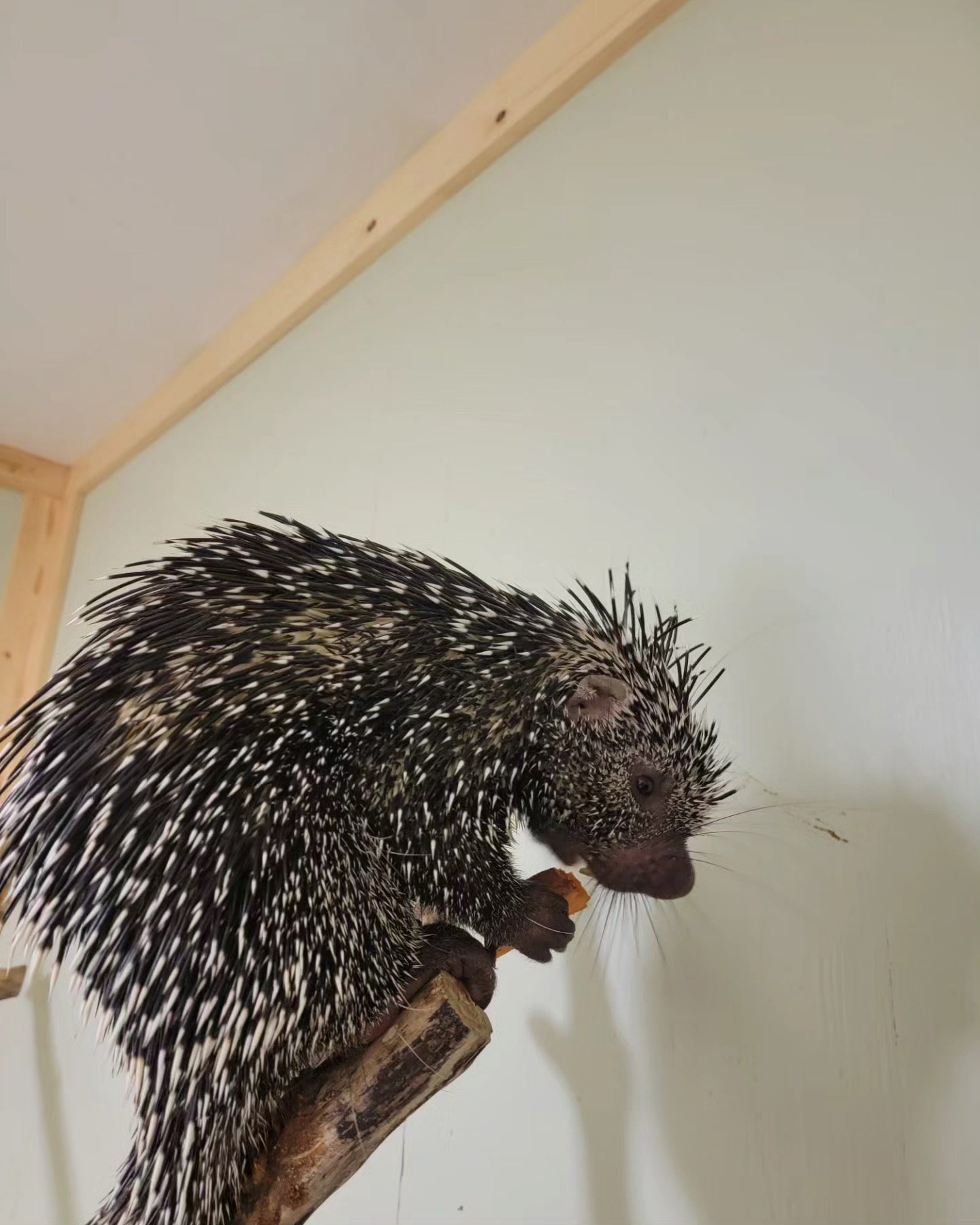 prehensile tailed porcupine