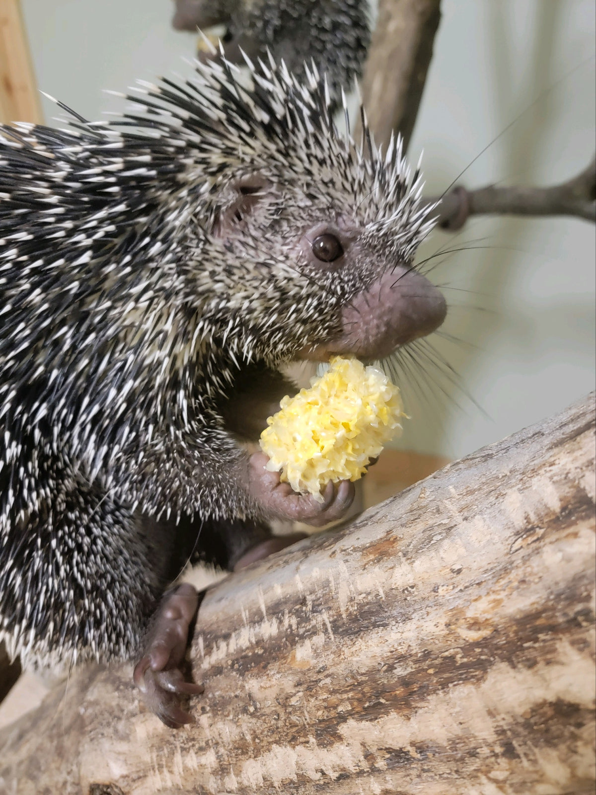 prehensile tail porcupines