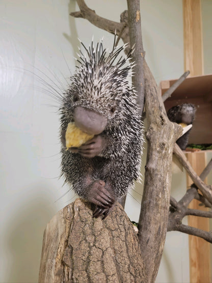 prehensile tailed porcupines