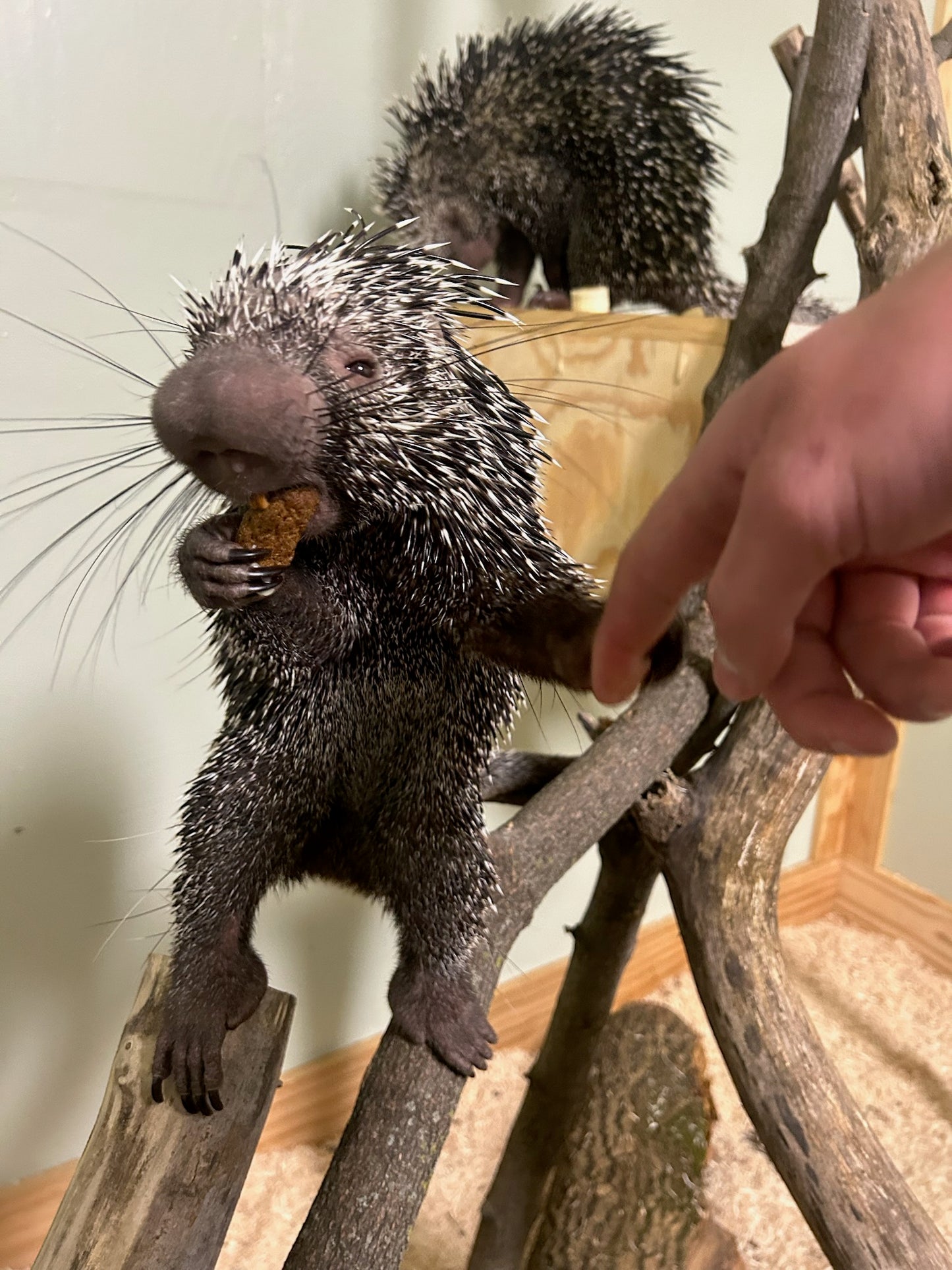 prehensile tailed porcupines