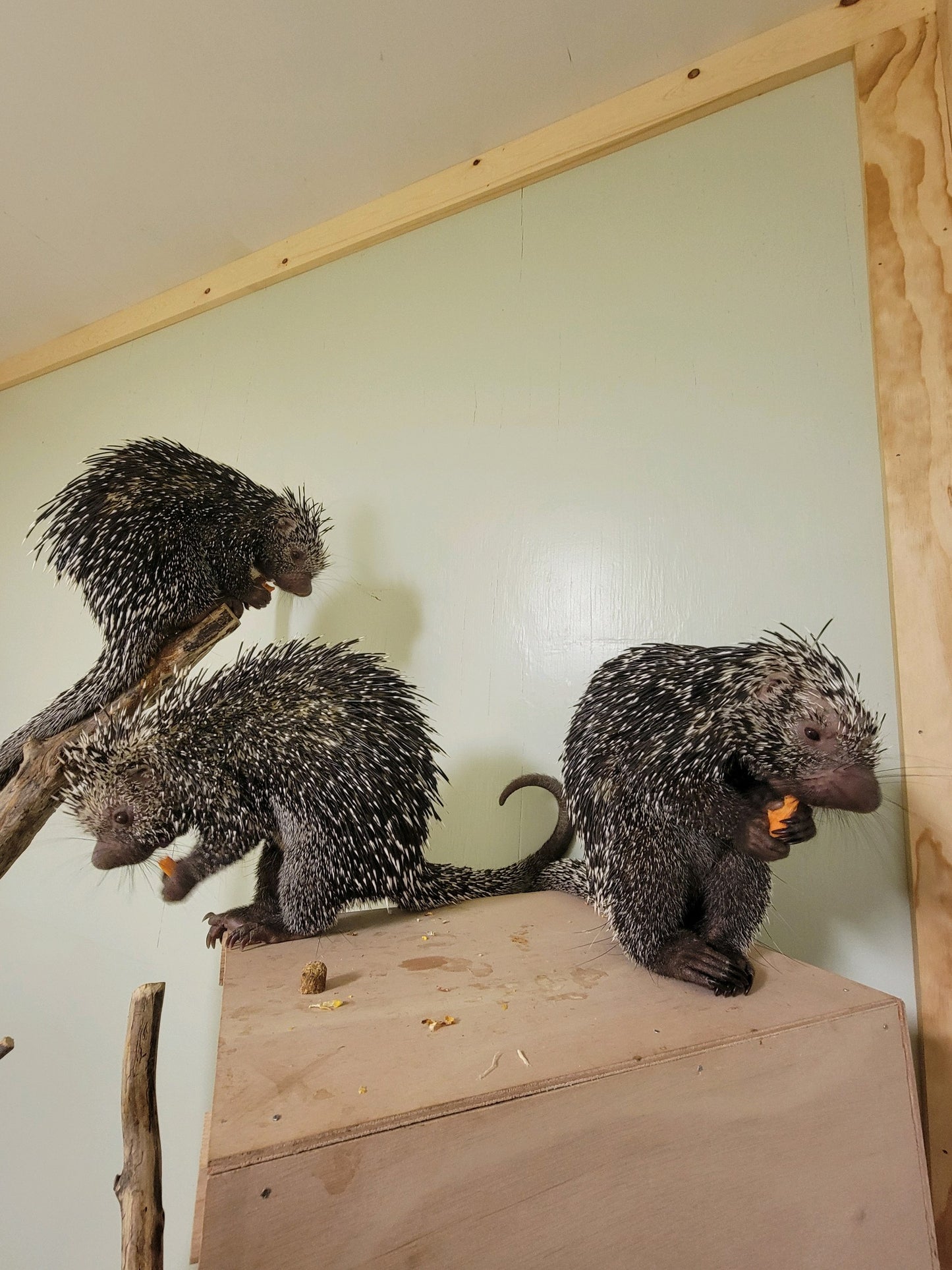 prehensile tail porcupines