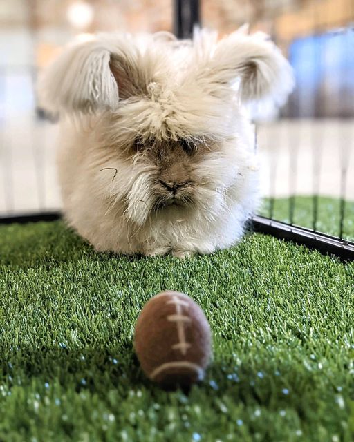 Angora bunny with a foot ball