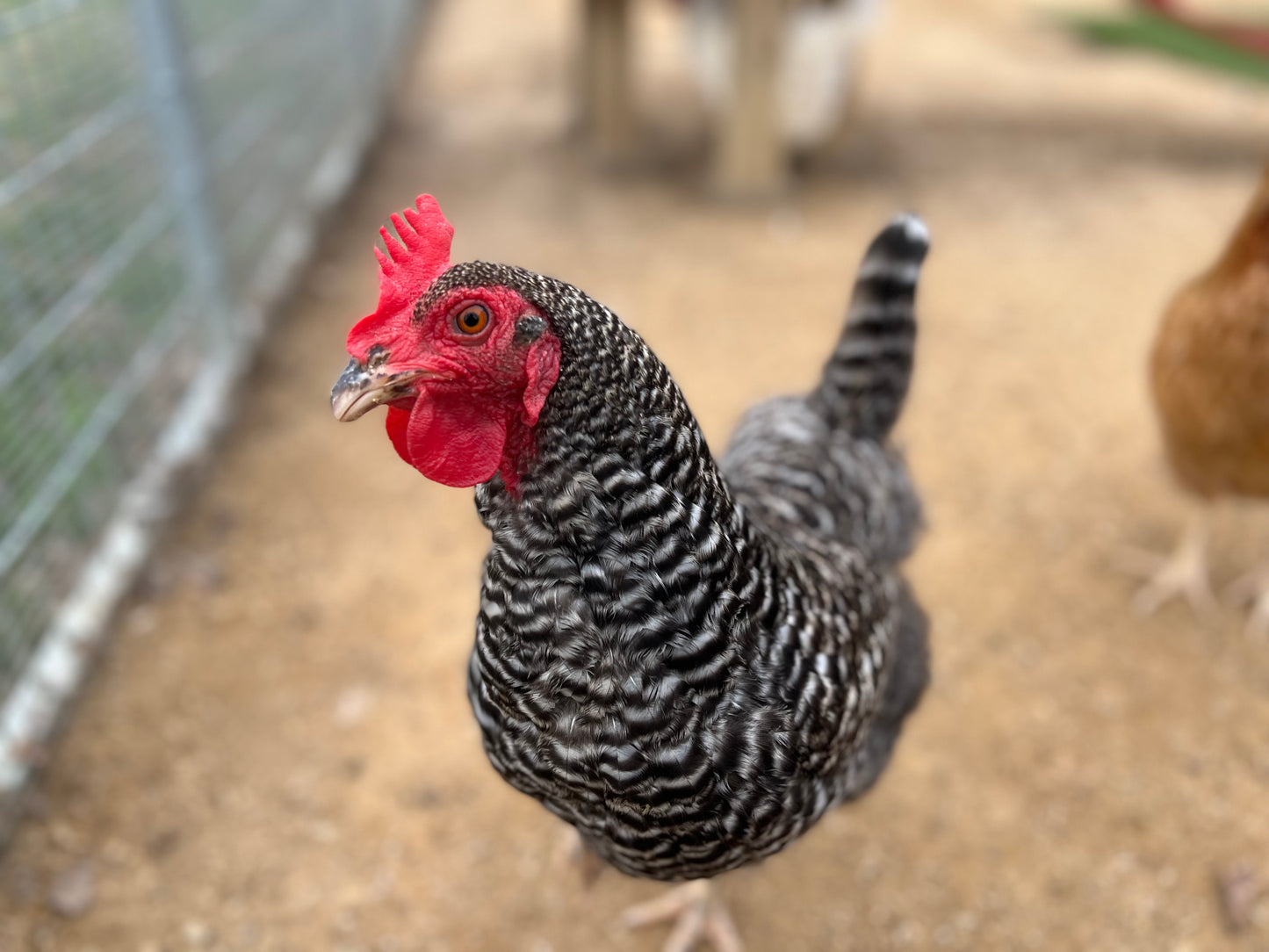 A chicken in a coop