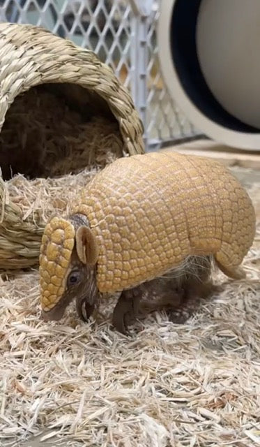 FaceTime Animal Experience