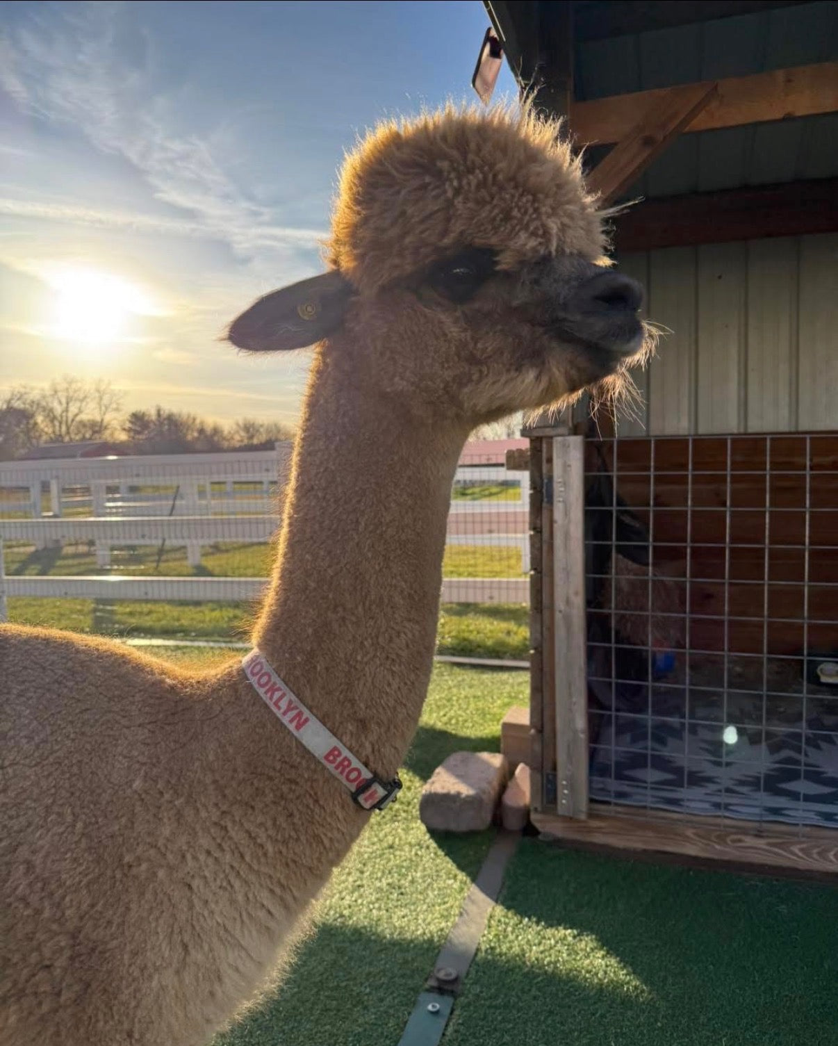 FaceTime Animal Experience