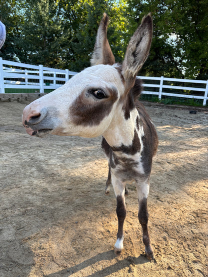 Doris
