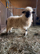 Alabama, a 2026 Valais Blacknose ewe lamb at Eagle Eye Farm