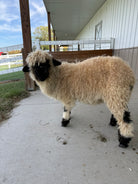 Bootsie, a 2026 Valais Blacknose ewe lamb at Eagle Eye Farm