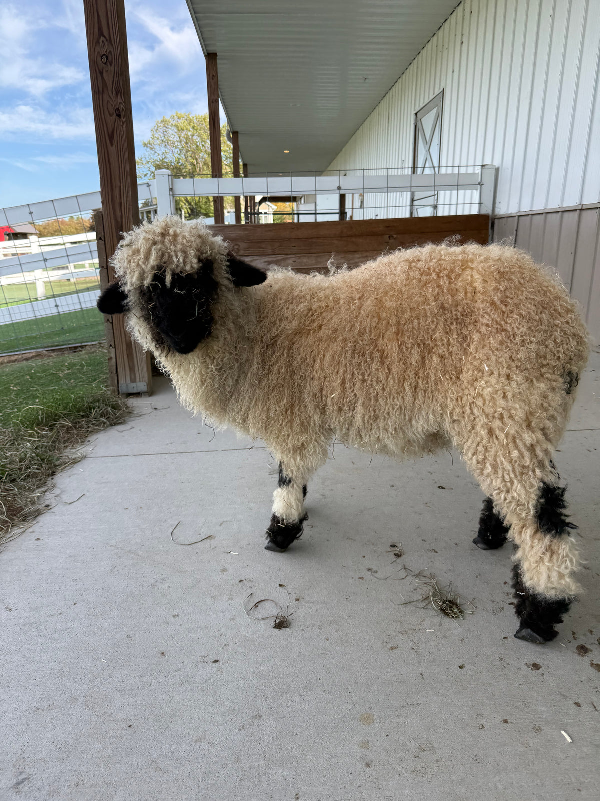 Bootsie, a 2026 Valais Blacknose ewe lamb at Eagle Eye Farm