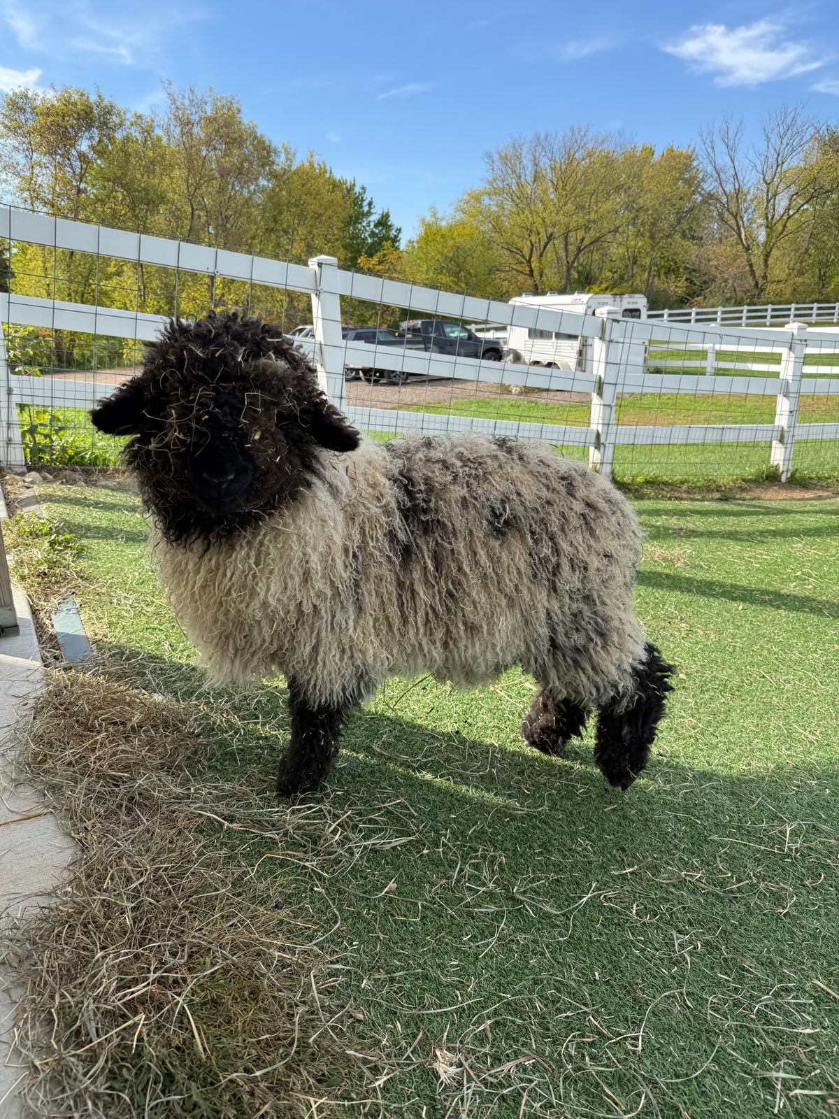 Oreo, a 2026 Valais Blacknose ewe lamb at Eagle Eye Farm
