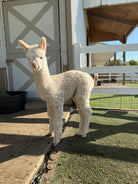Yokohama (Yoko), a 2026 Huacaya cria at Eagle Eye Farm
