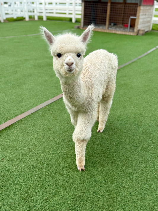 Brewster's Legacy Donation