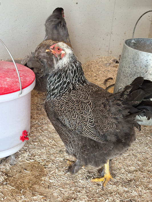 Dottie
